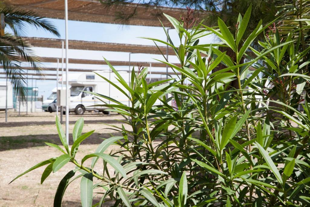 Villaggio Turistico Scialmarino Βιέστε Εξωτερικό φωτογραφία